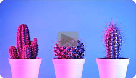 3 cacti with purple lighting in front of a blue background