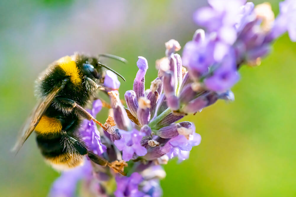 A bumblebee sits on a lavender flower