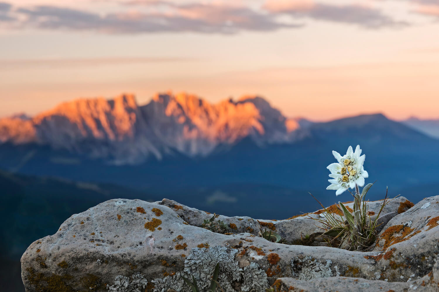Eine weiße Blume im Gebirge