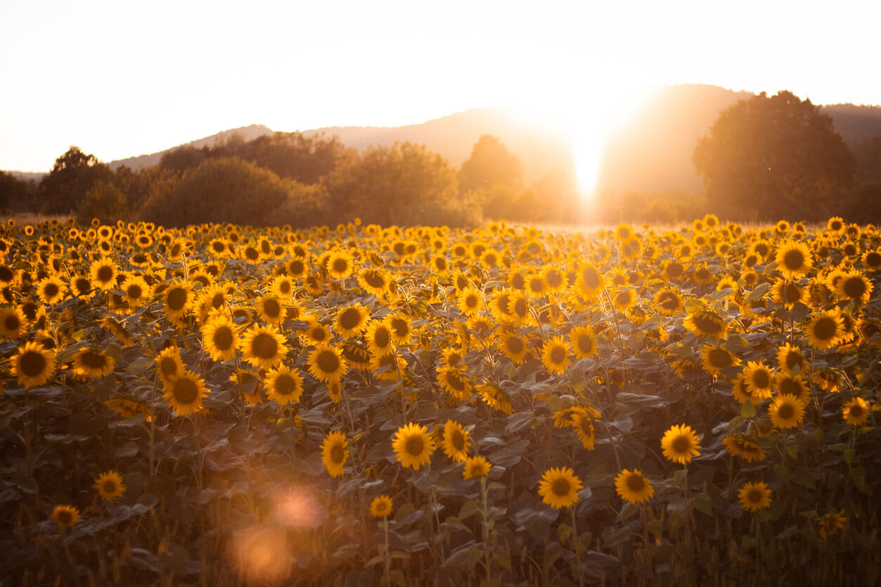 A field of yellow sunflowers with sunlight shining on them