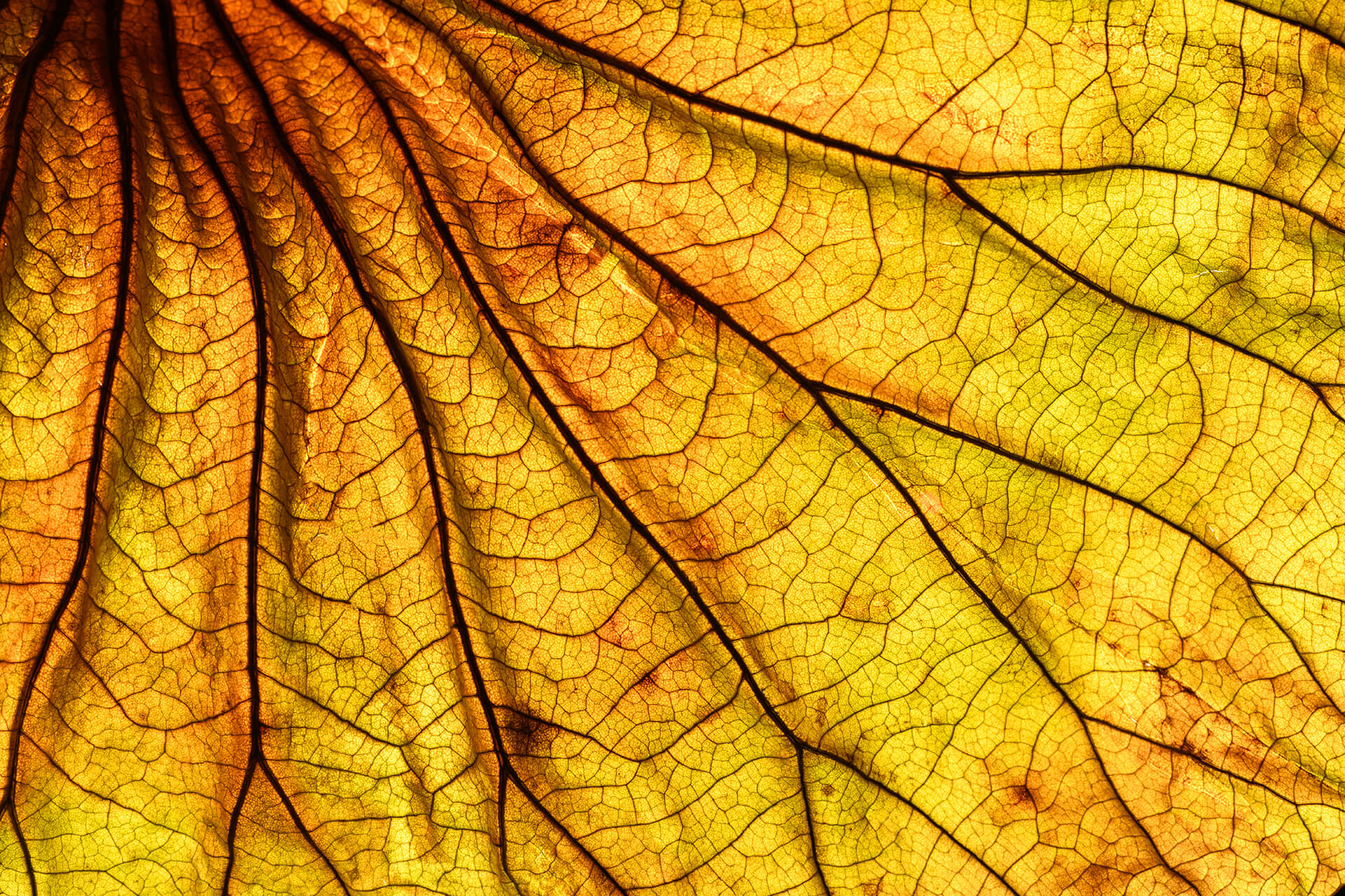 A yellow leaf in close up