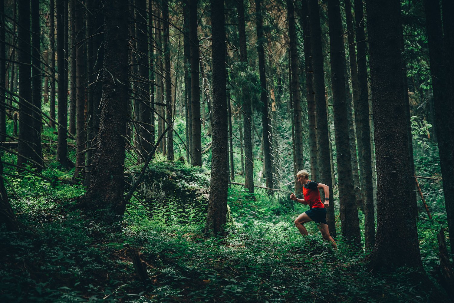 A person in a red shirt jogging through the forrest