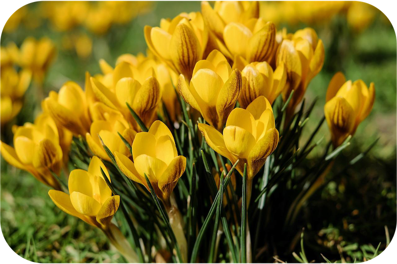 Yellow crocus flowers