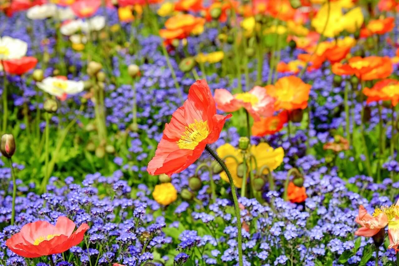 A flower field with red, white, blue and yellow flowers and green grass poking through.
