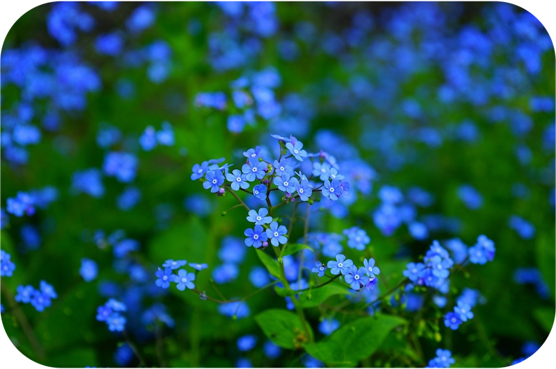 Blue forget me not flowers