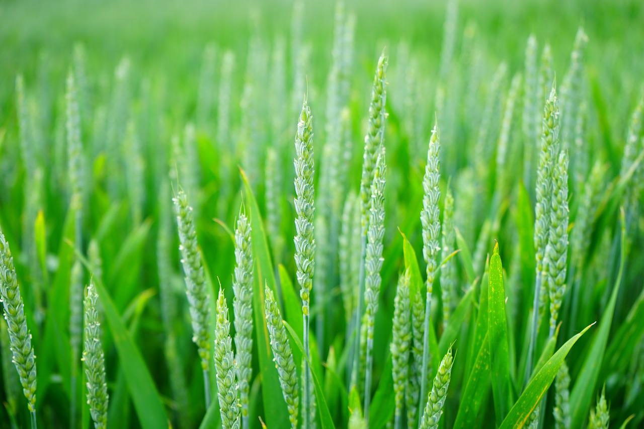 Green wheat and grass