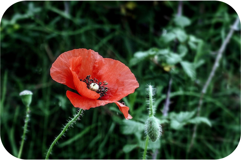 A red poppy in a green field.