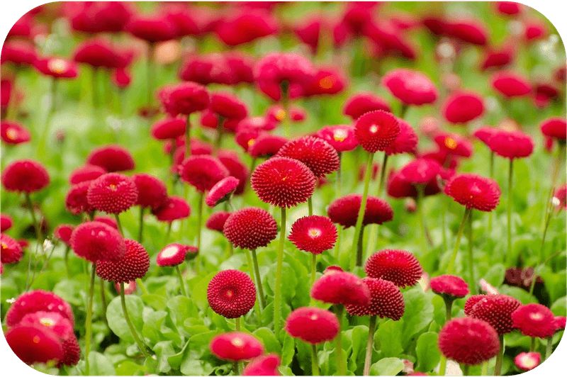 Red flowers on a field