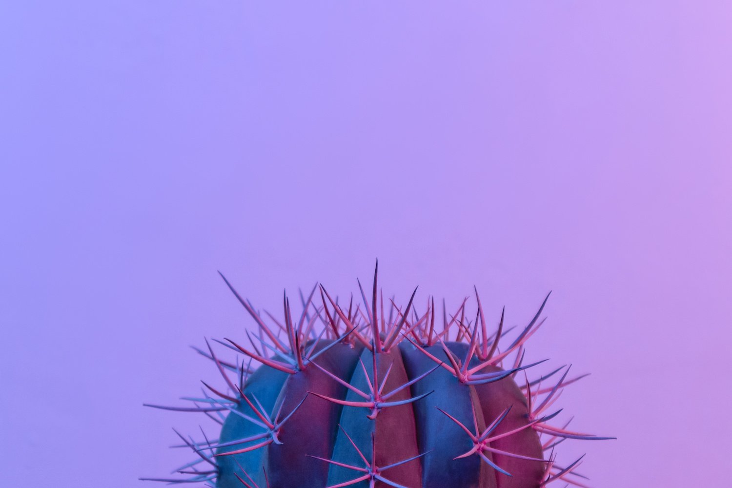 Ein Kaktus vor einem lila Hintergrund