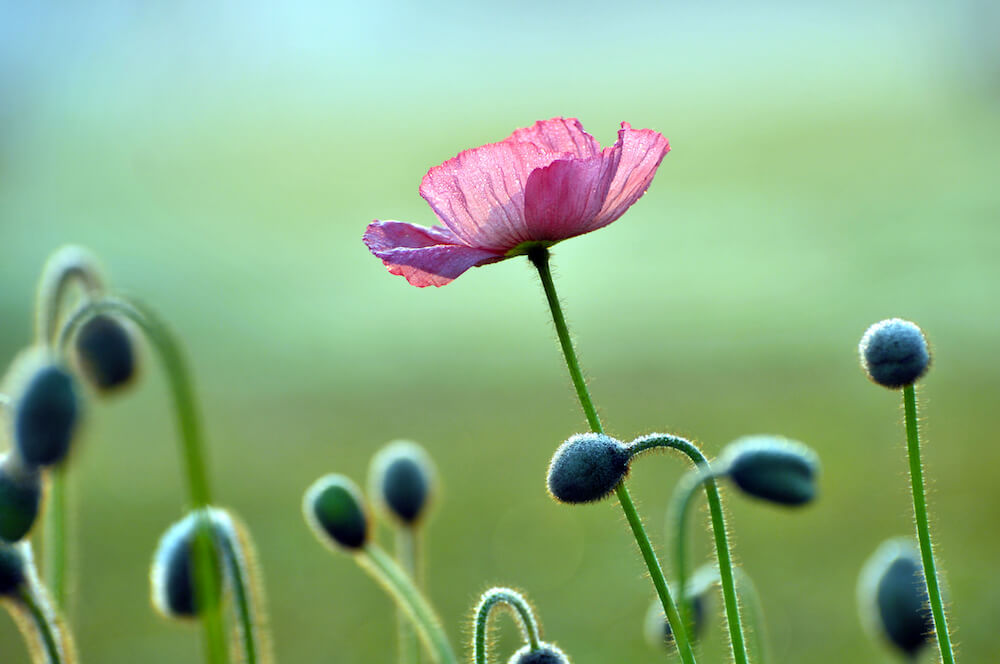 A purple poppy flower among many other unopened poppy flower buds. 