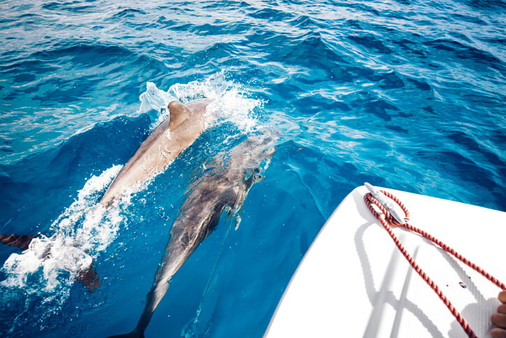 Zwei Delfine schwimmen an einem Boot entlang. 