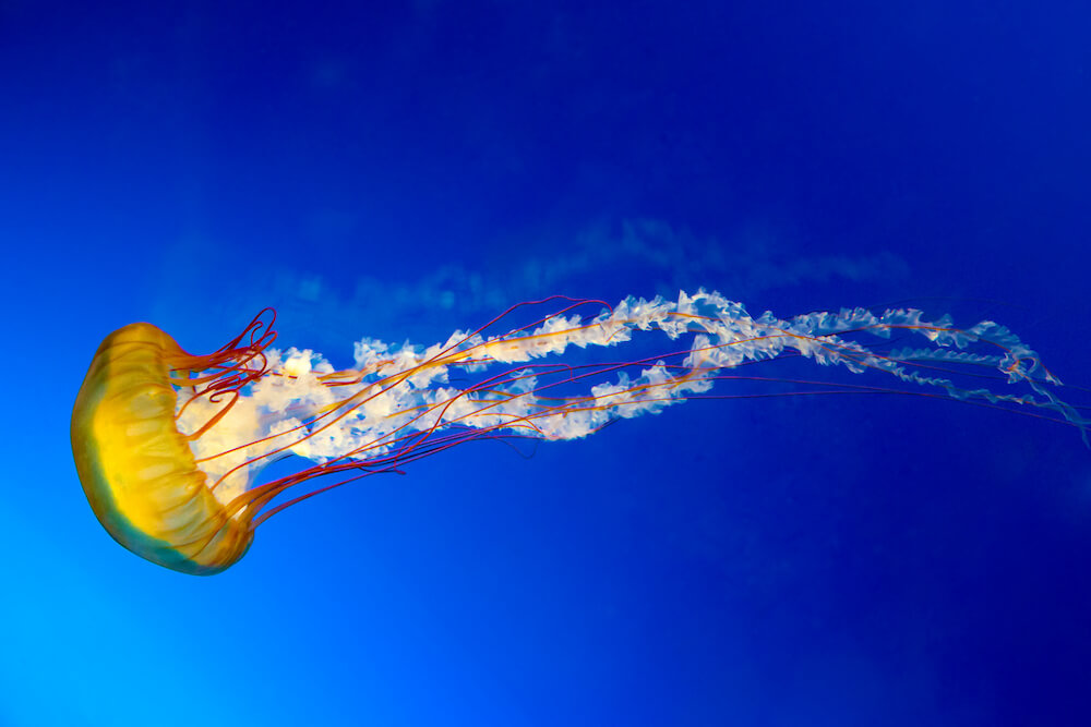 A yellow nettle jellyfish underwater