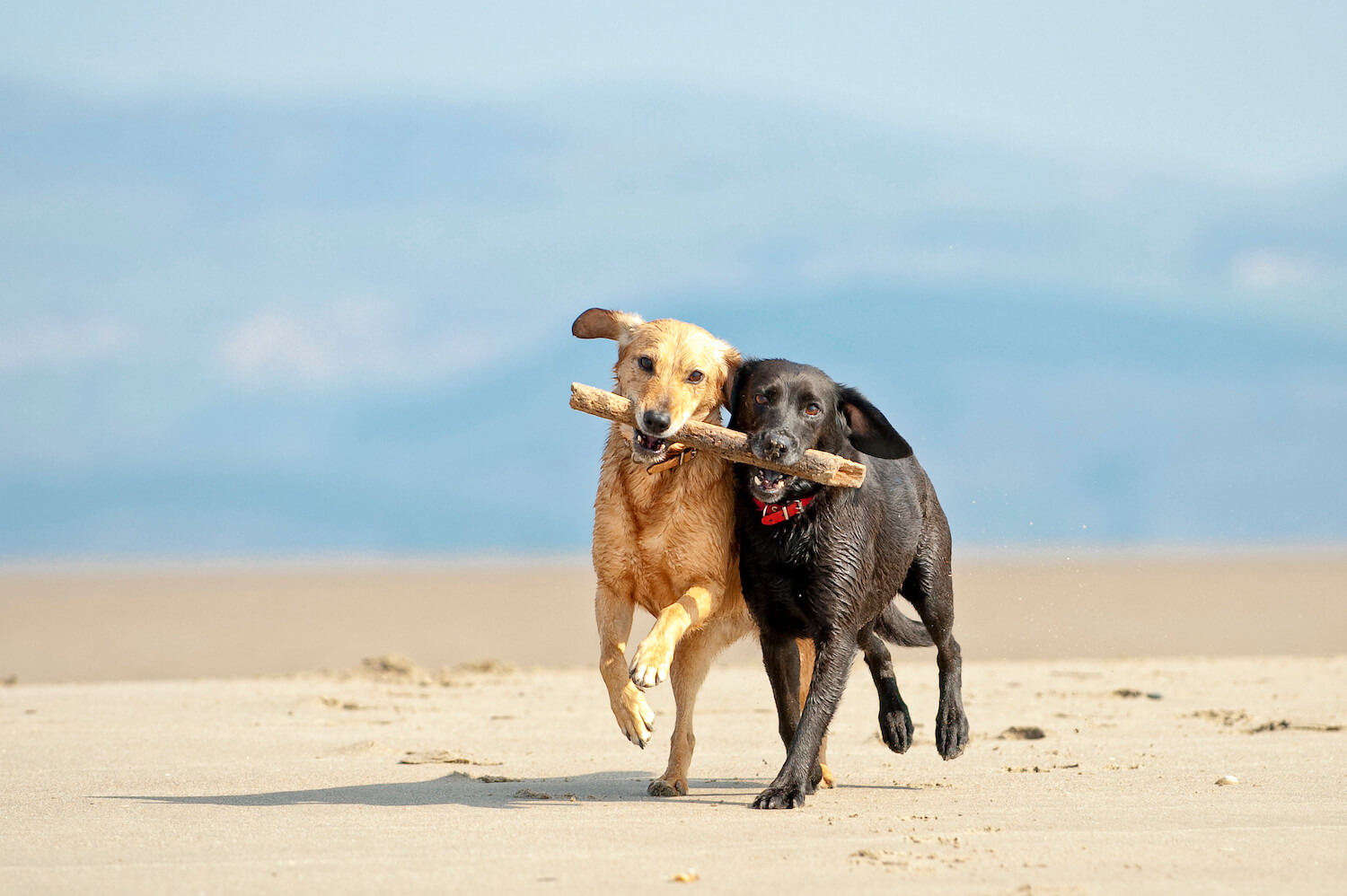 two dogs share a stick and run across the beach