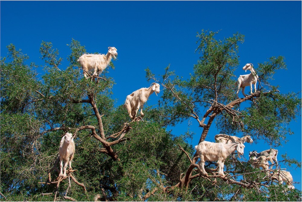 Ziegen, die auf unterschiedlichen Ebenen auf Baumästen stehen.