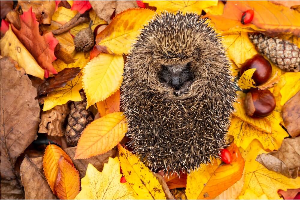 A hedgehog rolled up in autumn leaves