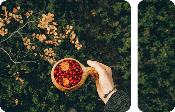 Berries in forest