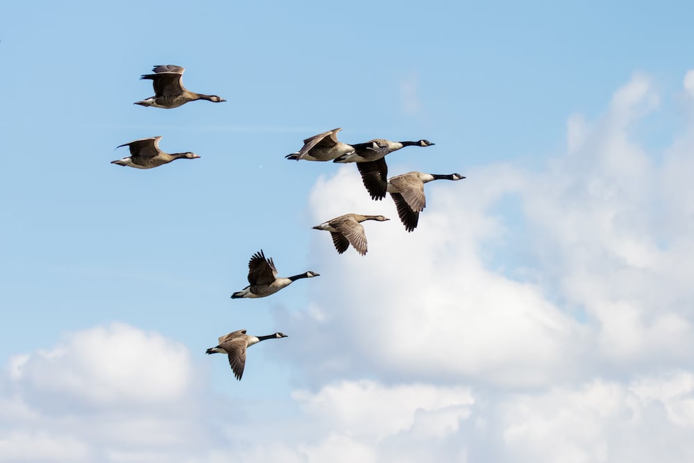 Geese_flying