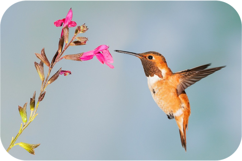 A hummingbird drinks from a blossom