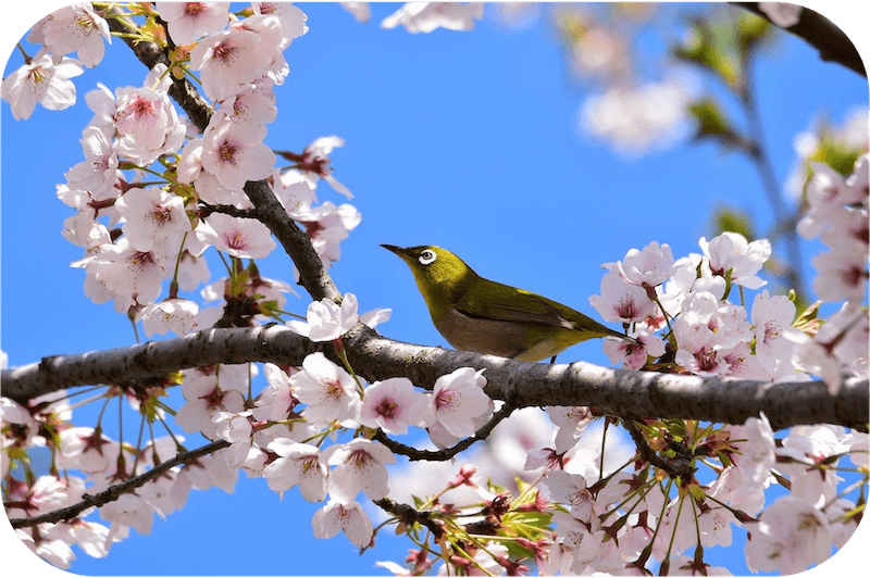 A green bird with a white circle around its eye sitting on a blooming cherry tree