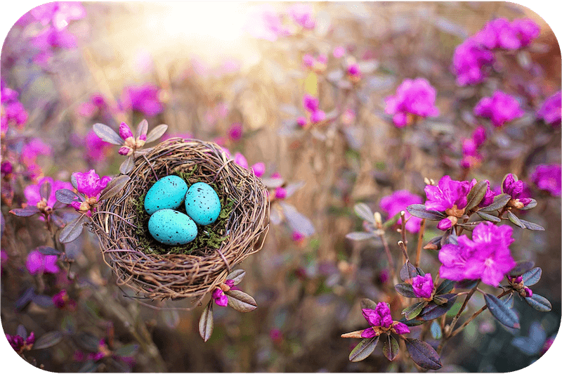 a bird's nest with three blue eggs in a blooming tree
