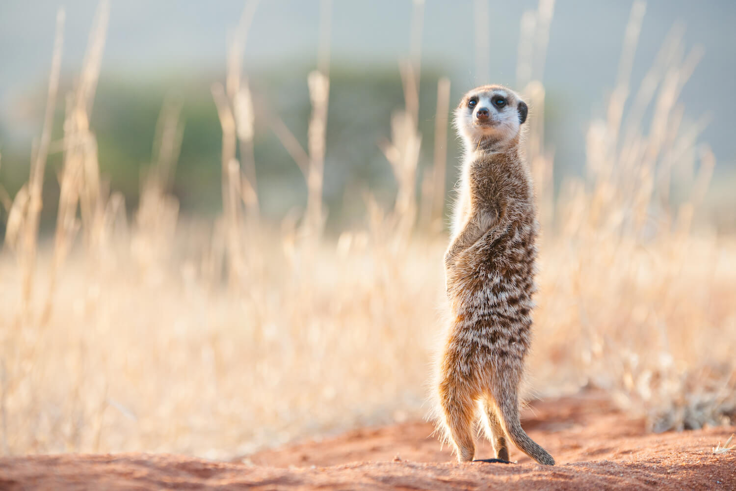 A meerkat looking. 