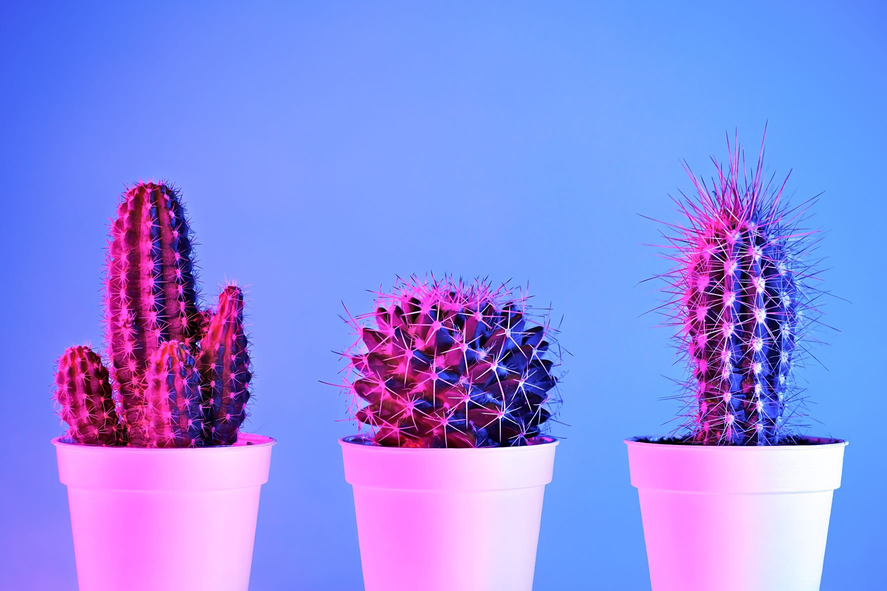 Three cacti next to each other