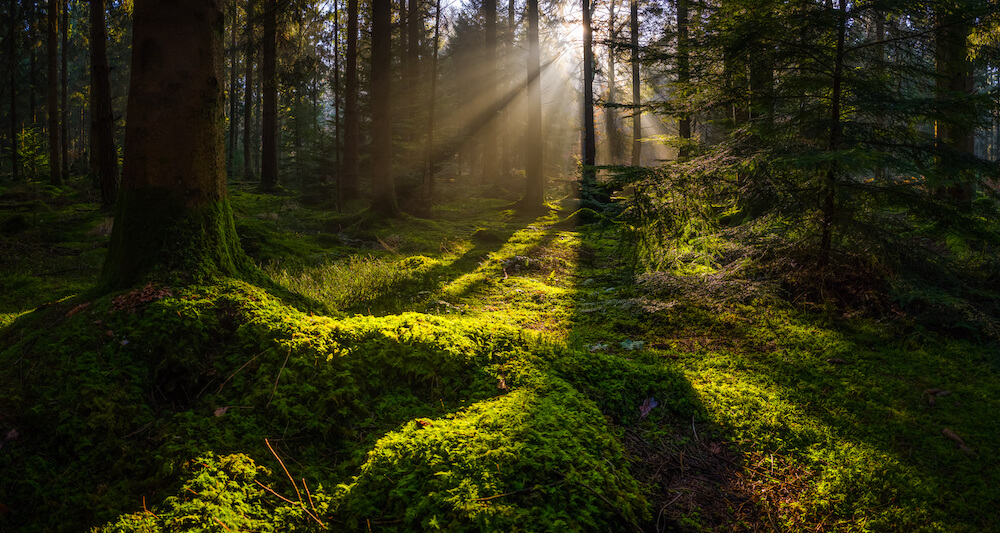 A luscious mossy-green forrest floor and light shining through the trees.