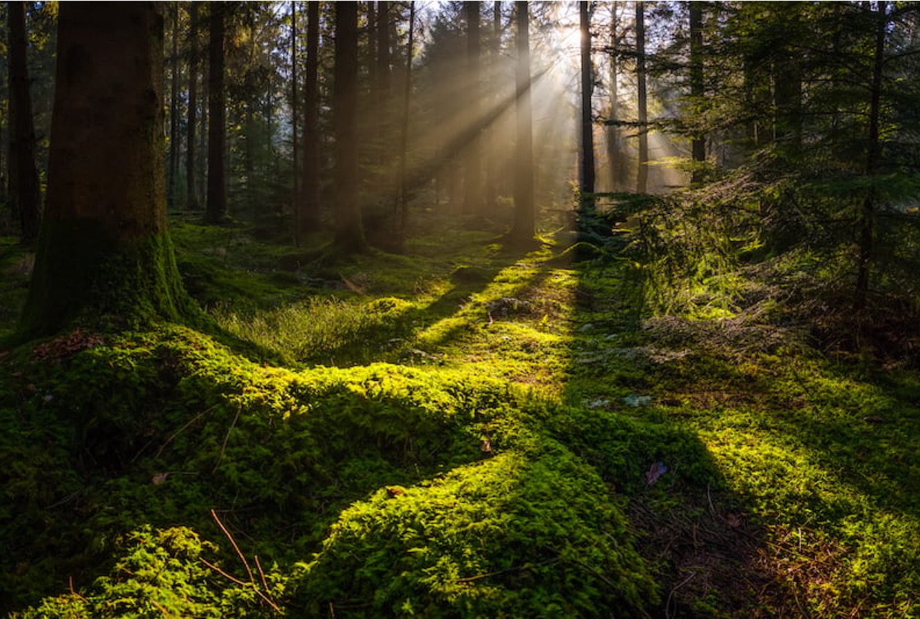 A luscious mossy-green forrest floor and light shining through the trees.